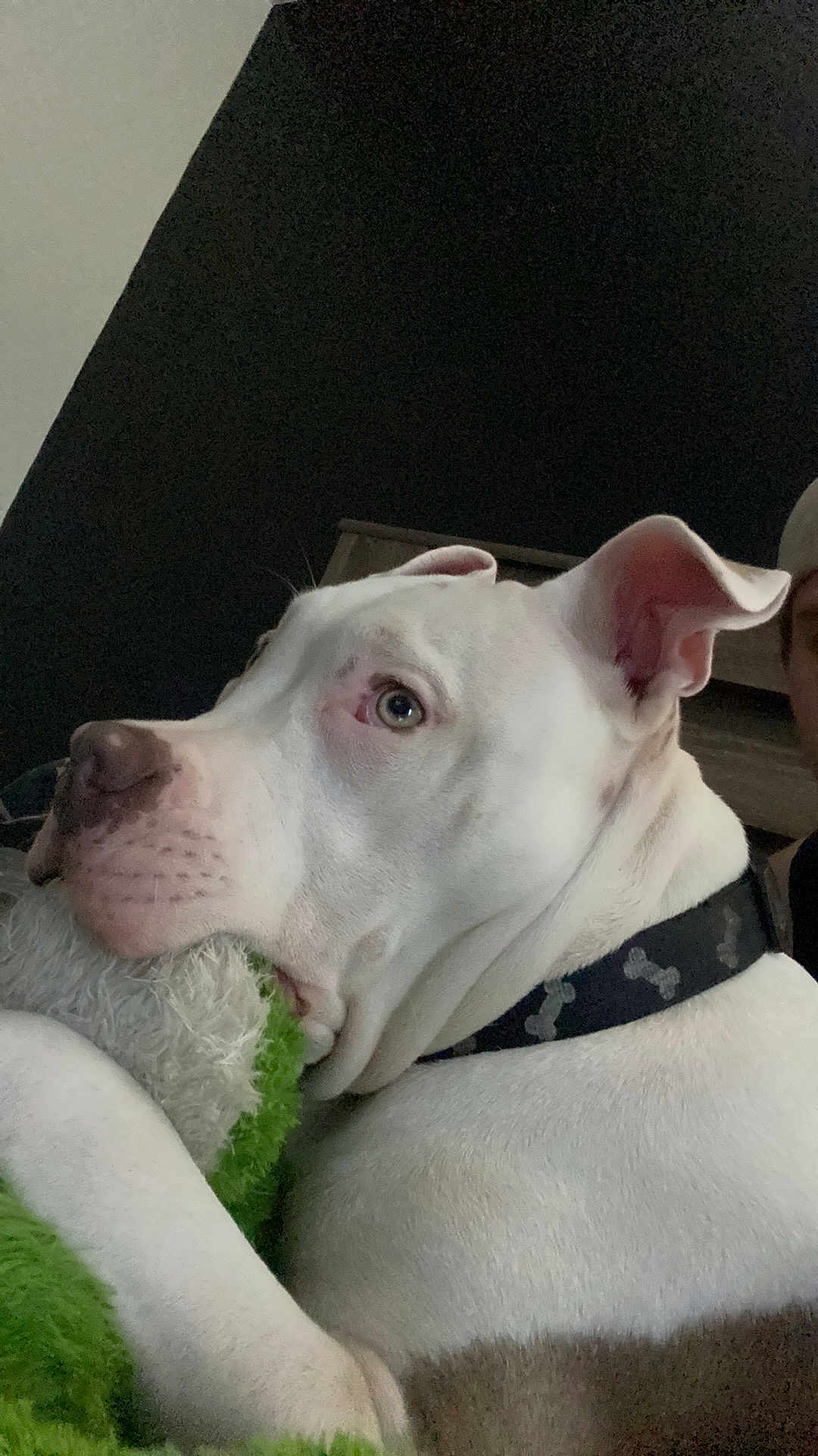 Fenrir joined the competition — help win amazing prizes! dog, white_dog, collar, plush_toy, green_toy, close_up, pet, indoor, resting, calm, animal, canine, snout, ears, fur, portrait, companion, domestic_animal, cute, laying_down