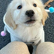 Cuby is registered to the contest to win money with this photo: puppy, golden_retriever, dog, hoodie, cute, fluffy, outdoor, pet, animal, looking_up, knees, clothing, pom_poms, adorable, young_dog, face, fur, sitting, ground, close_up