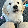 puppy, golden_retriever, dog, hoodie, cute, fluffy, outdoor, pet, animal, looking_up, knees, clothing, pom_poms, adorable, young_dog, face, fur, sitting, ground, close_up