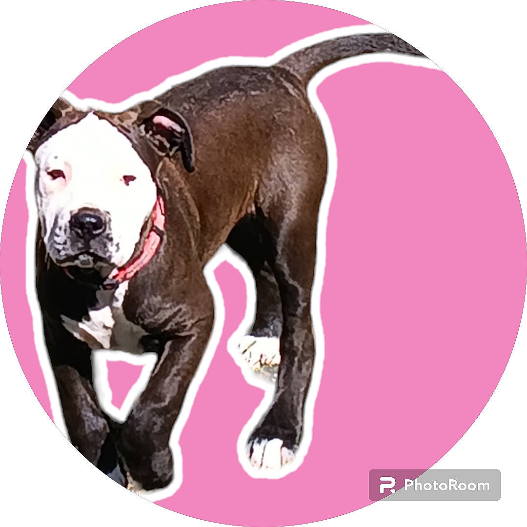 Xena joined the competition — help win amazing prizes! canidae, carnivore, circle, collar, companion_dog, dog, dog_breed, dog_collar, dog_supply, font, illustration, leash, liver, magenta, paw, pet_supply, snout, sporting_group, tail, working_animal