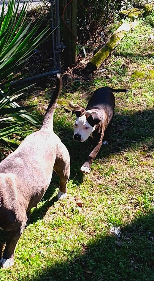 Xena joined the competition — help win amazing prizes! canidae, companion_dog, dog, dog_breed, fawn, goats, grass, groundcover, livestock, non_sporting_group, pasture, plant, snout, sporting_group, tail, terrestrial_animal, terrestrial_plant, wildlife, wood, working_animal