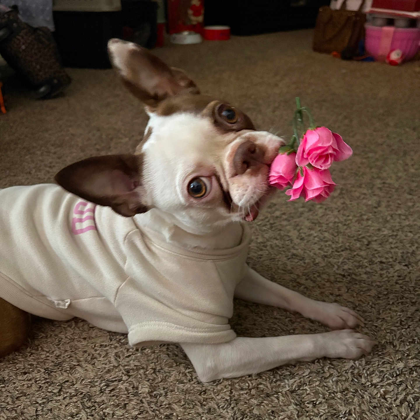 Willow joined the competition — help win amazing prizes! dog, indoor, carpet, flower, pink_rose, pet_clothing, brown_and_white, cute, small_dog, lying_down, adorable, gift, animal, household, domestic, ears_up, looking_up, cozy, present, playful