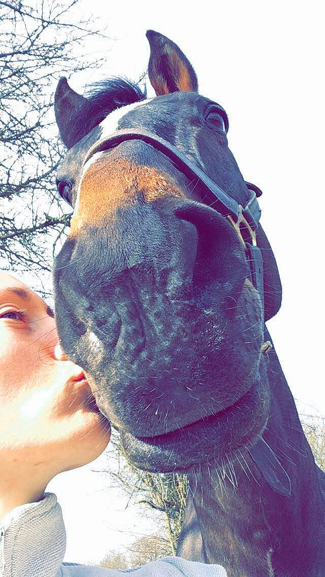 Oslo participe au concours pour gagner de l'argent avec cette photo : bridle, ear, fawn, hair, horse, jaw, liver, mane, mare, neck, nose, smile, snout