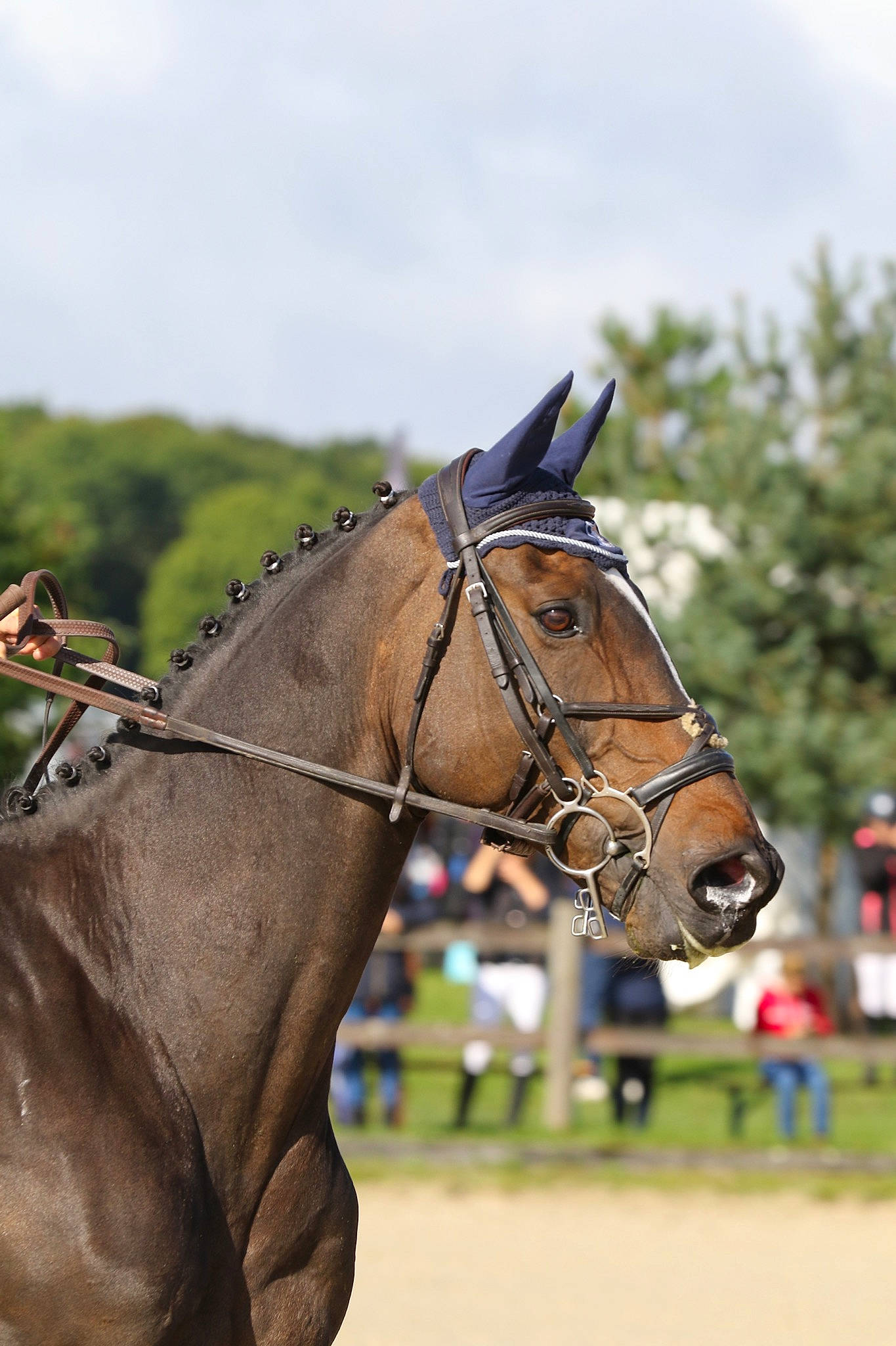 Oslo a rejoint le concours — aidez-le/la à gagner de superbes lots ! animal_sports, bit, bridle, equestrianism, halter, horse, horse_harness, horse_supplies, horse_tack, mammal, mane, mare, mustang_horse, pack_animal, recreation, rein, saddle, snout, stallion, vertebrate
