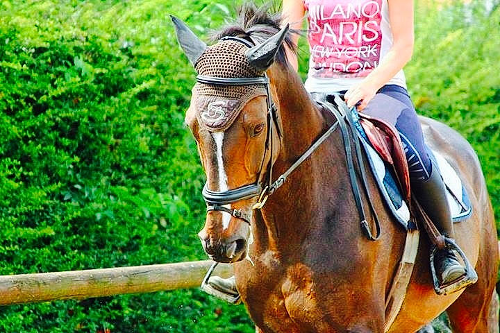 Oslo a rejoint le concours — aidez-le/la à gagner de superbes lots ! animal_sports, bridle, english_riding, equestrian_sport, equestrianism, equitation, halter, horse, horse_supplies, horse_tack, mammal, mane, mare, organism, outdoor_recreation, recreation, rein, saddle, snout, stallion