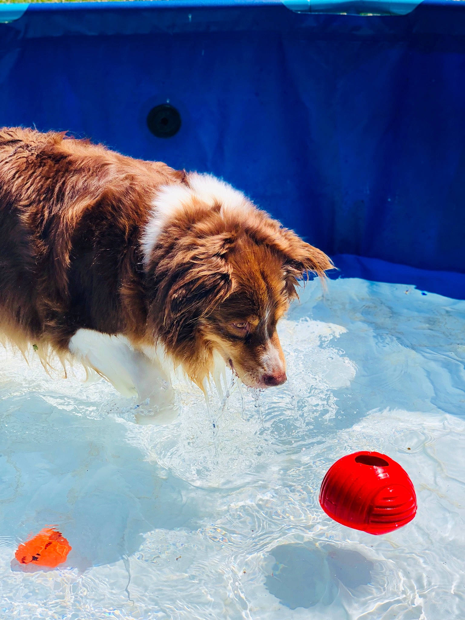 Gold participe au concours pour gagner de l'argent avec cette photo : australian_shepherd, ball, border_collie, canidae, carnivore, dog, dog_breed, dog_toy, fun, games, play, recreation, sporting_group, sports_equipment