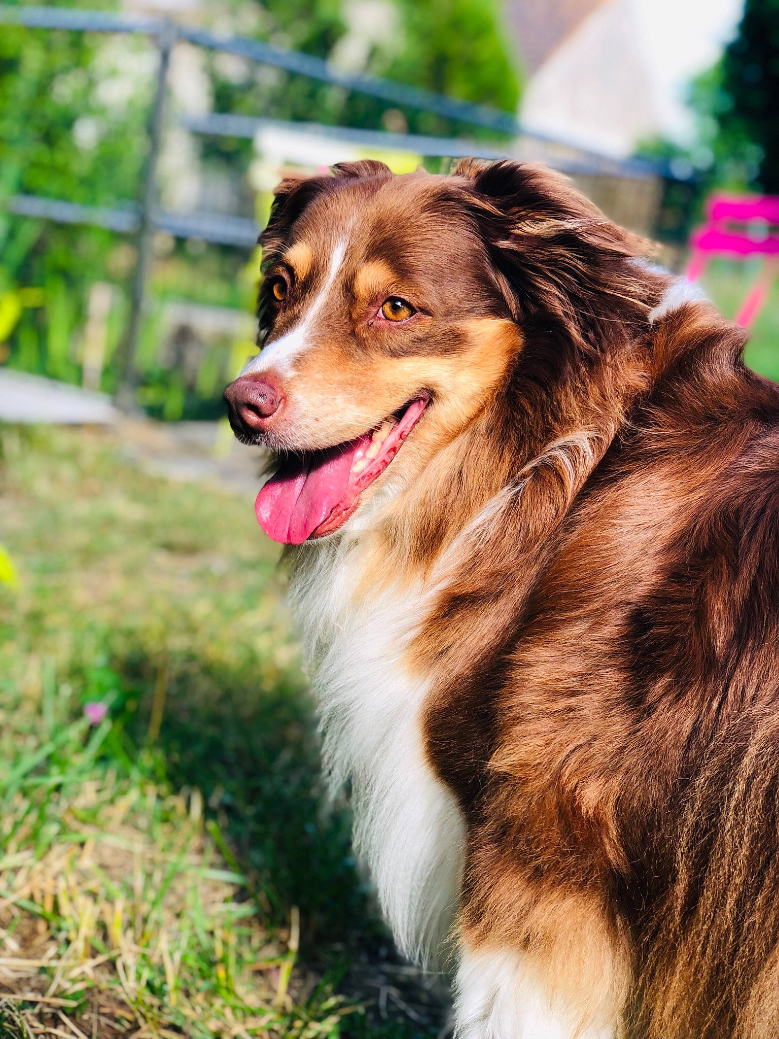 Gold a rejoint le concours — aidez-le/la à gagner de superbes lots ! australian_collie, australian_shepherd, basque_shepherd_dog, border_collie, canidae, carnivore, companion_dog, dog, dog_breed, grass, herding_dog, mammal, miniature_australian_shepherd, plant, scotch_collie, sporting_group, vertebrate, welsh_sheepdog, whiskers, working_dog