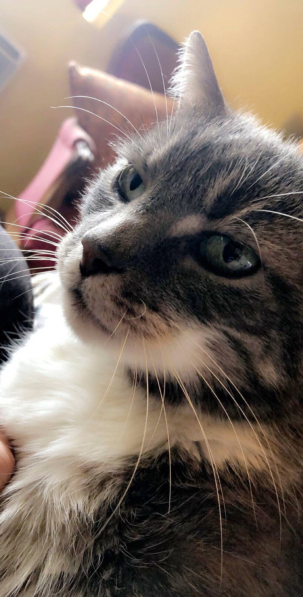 Bidou a rejoint le concours — aidez-le/la à gagner de superbes lots ! american_curl, asian, carnivore, cat, close_up, domestic_long_haired_cat, domestic_short_haired_cat, eye, felidae, fur, kitten, mammal, norwegian_forest_cat, nose, photography, siberian, small_to_medium_sized_cats, snout, tabby_cat, whiskers