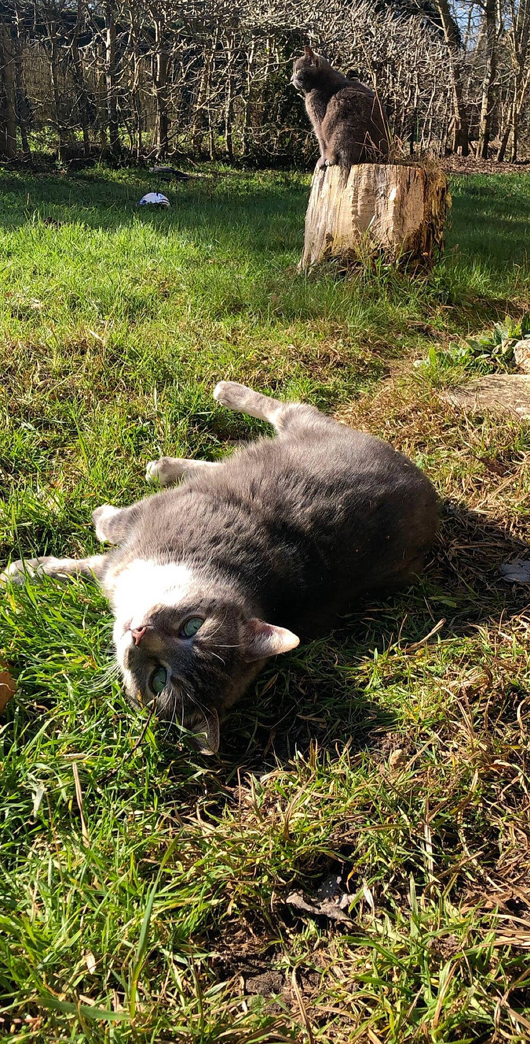 Bidou participe au concours pour gagner de l'argent avec cette photo : carnivore, grass, plant, wildlife