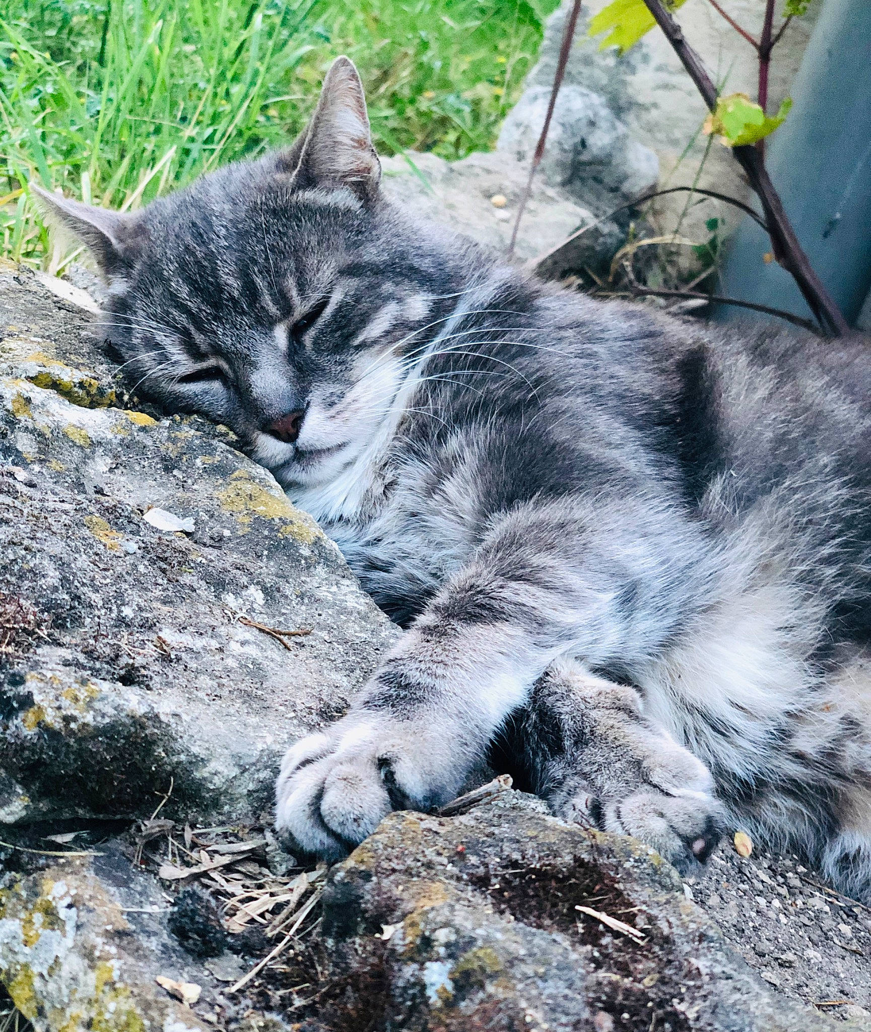 Bidou participe au concours pour gagner de l'argent avec cette photo : american_shorthair, carnivore, cat, domestic_short_haired_cat, dragon_li, european_shorthair, felidae, mammal, small_to_medium_sized_cats, tabby_cat, whiskers, wild_cat, wildlife