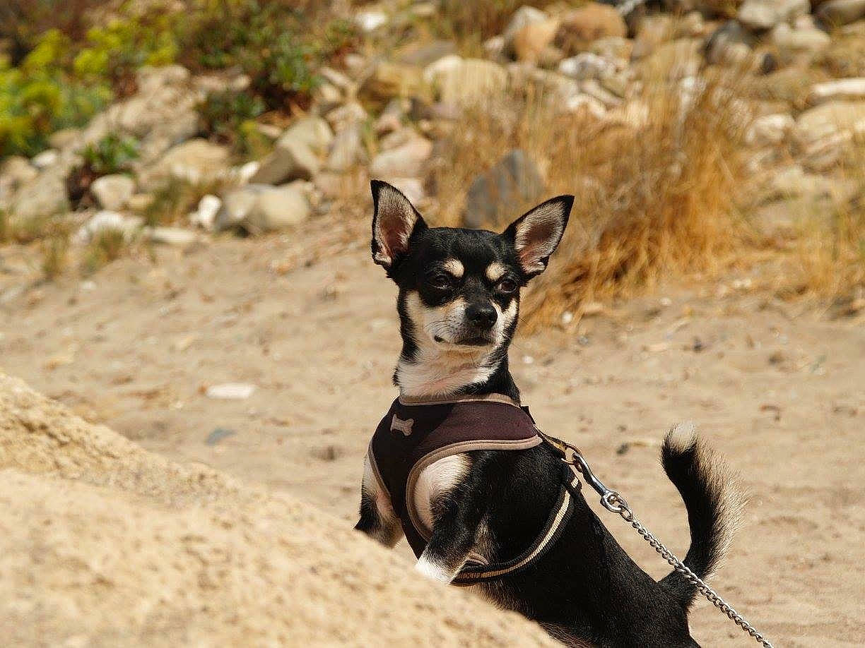 Handy a rejoint le concours — aidez-le/la à gagner de superbes lots ! canidae, carnivore, chihuahua, dog, dog_breed, english_toy_terrier, lancashire_heeler, leash, mammal, miniature_pinscher, prazsky_krysarik, russkiy_toy, toy_dog, toy_fox_terrier, vertebrate