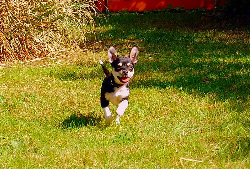 Handy a rejoint le concours — aidez-le/la à gagner de superbes lots ! canidae, carnivore, chihuahua, companion_dog, corgi_chihuahua, dog, dog_breed, english_toy_terrier, grass, mammal, miniature_fox_terrier, puppy, rare_breed_dog, russkiy_toy, sporting_group, teddy_roosevelt_terrier, toy_dog, toy_fox_terrier, vertebrate