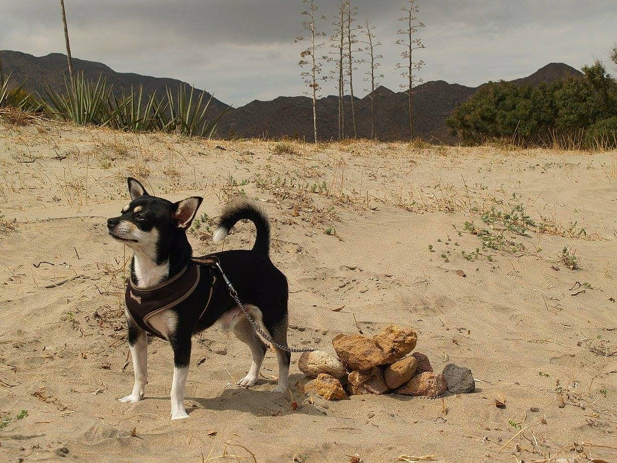 Handy participe au concours pour gagner de l'argent avec cette photo : ancient_dog_breeds, canidae, carnivore, dog, dog_breed, hunting_dog, mammal, mountain, street_dog, working_dog