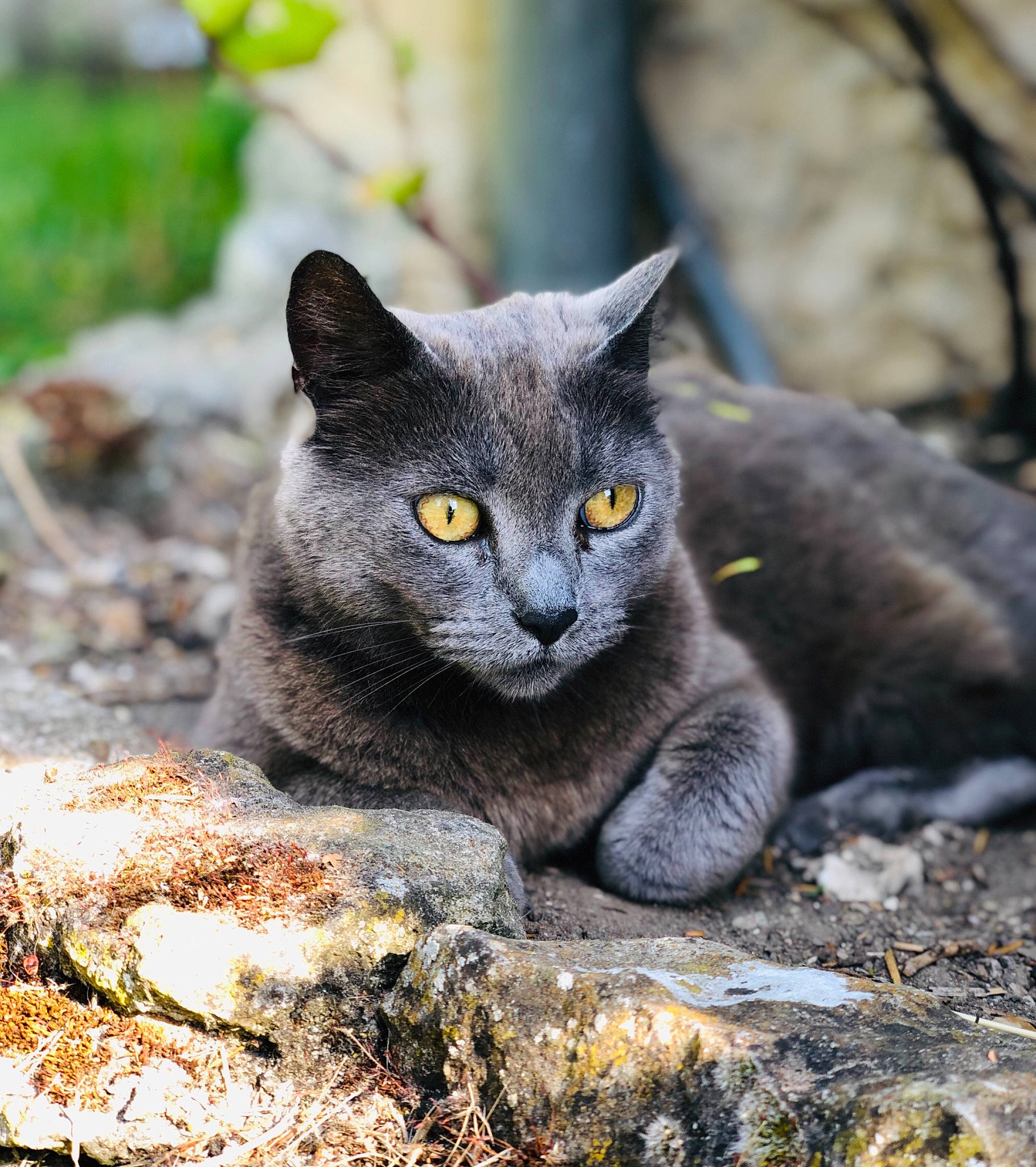 Némé participe au concours pour gagner de l'argent avec cette photo : asian, british_shorthair, burmese, carnivore, cat, chartreux, domestic_short_haired_cat, eye, felidae, korat, leaf, mammal, nebelung, plant, russian_blue, small_to_medium_sized_cats, snout, tree, whiskers, wildlife