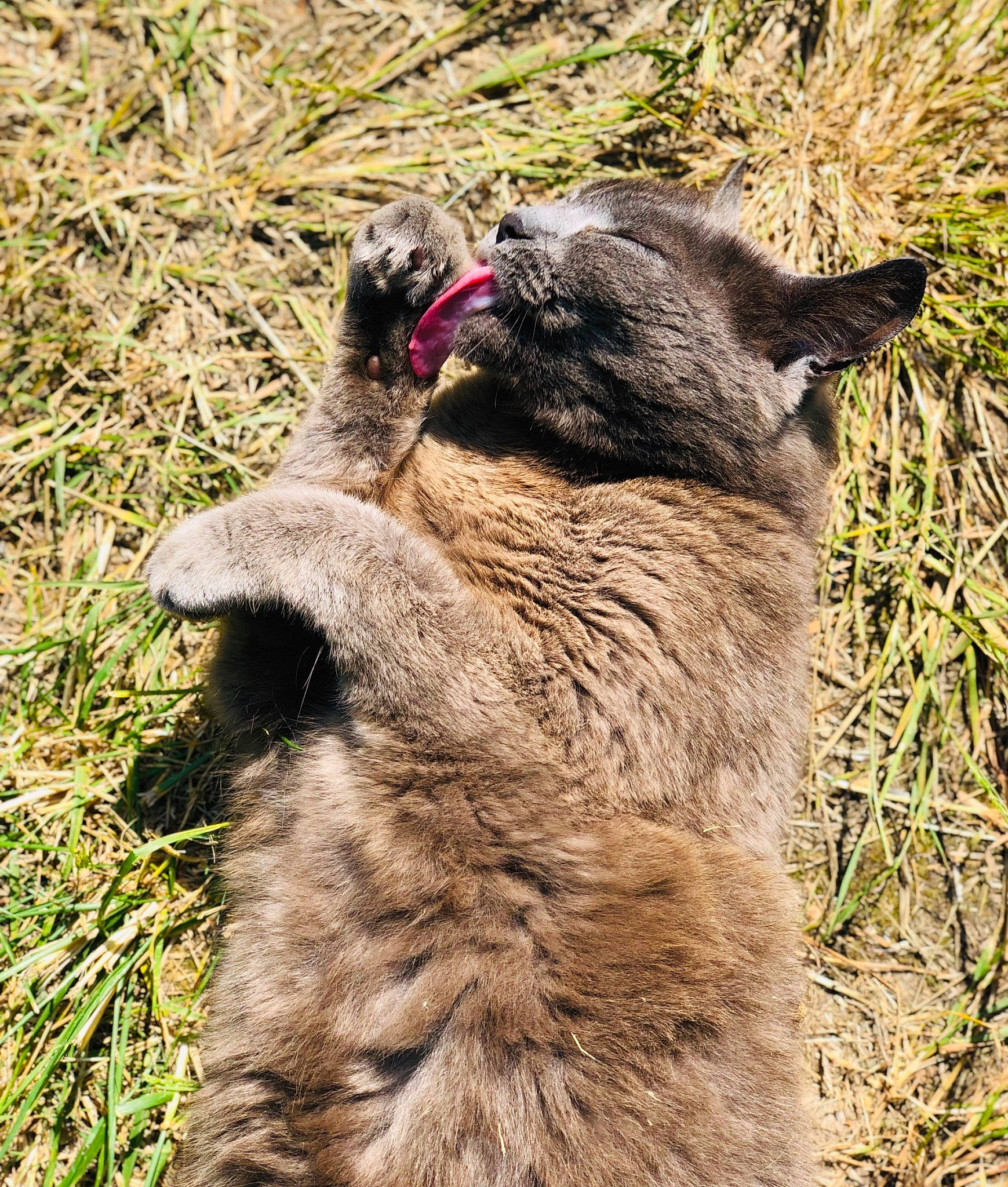 Némé participe au concours pour gagner de l'argent avec cette photo : carnivore, mammal, snout, vertebrate, wildlife
