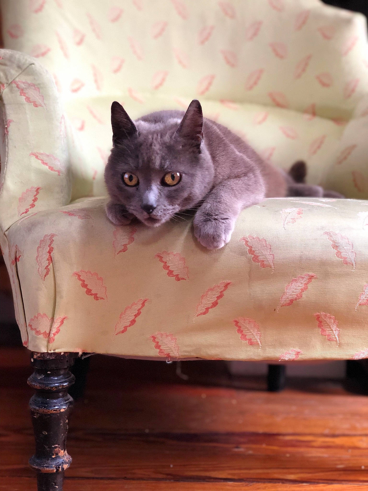 Némé participe au concours pour gagner de l'argent avec cette photo : asian, british_shorthair, carnivore, cat, chartreux, domestic_short_haired_cat, felidae, furniture, kitten, mammal, small_to_medium_sized_cats, tail, whiskers