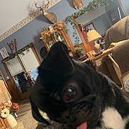 Peaches. is registered to the contest to win money with this photo: dog, black_dog, close_up, tongue_out, indoor, living_room, deer_mounts, furniture, lamp, cozy, decor, wood, carpet, window, curtains, table, flowers, blanket, home, pet