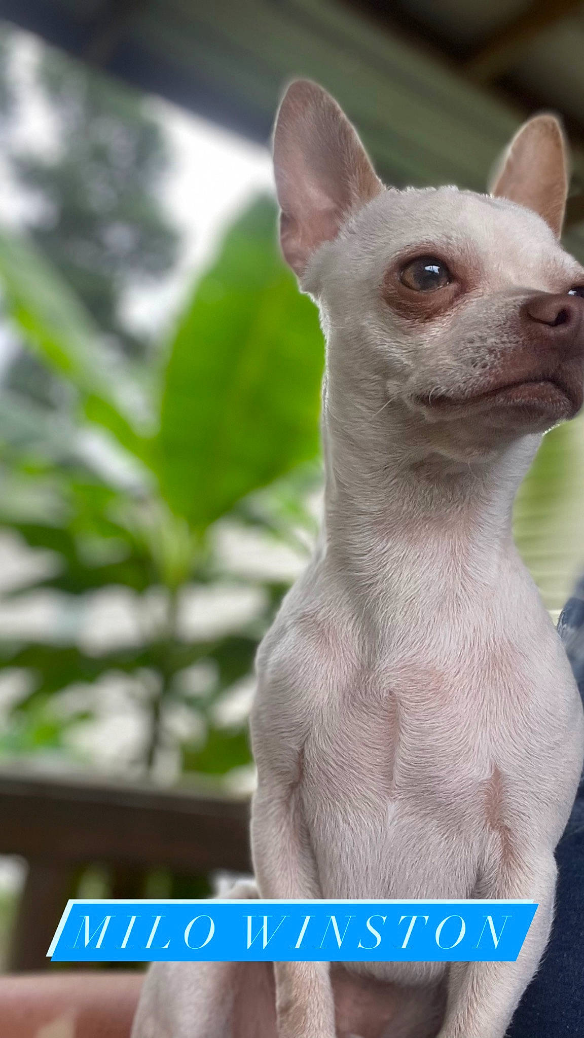 Milo is registered to the contest to win money with this photo: carnivore, dog_breed, donskoy, electric_blue, fawn, felidae, font, fur, organism, peruvian_hairless_dog, photo_caption, snout, terrestrial_animal, whiskers, wildlife