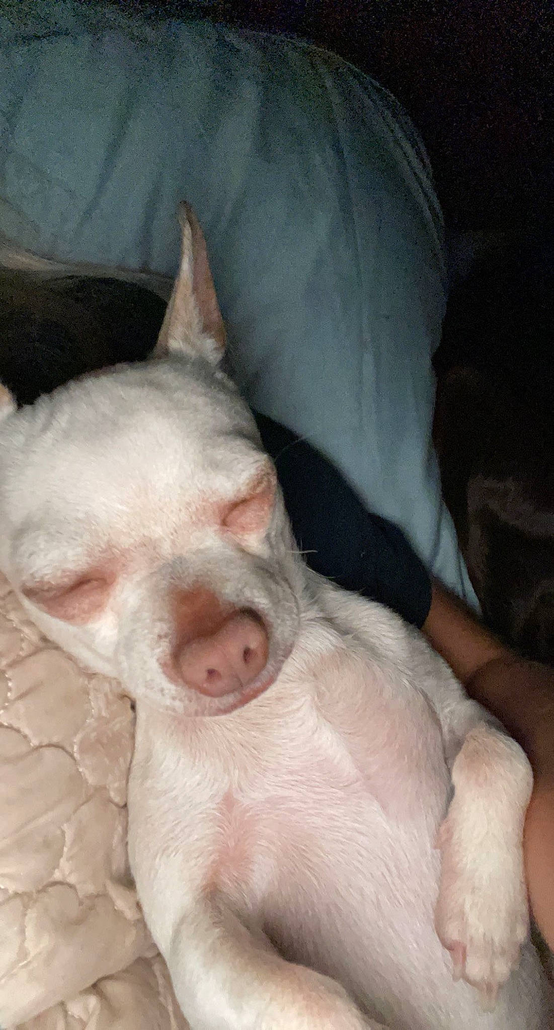 Milo joined the competition — help win amazing prizes! canidae, carnivore, comfort, dog_breed, ear, eye, fawn, felidae, flesh, foot, fur, head, human_body, jaw, leg, non_sporting_group, nose, snout, terrestrial_animal, whiskers