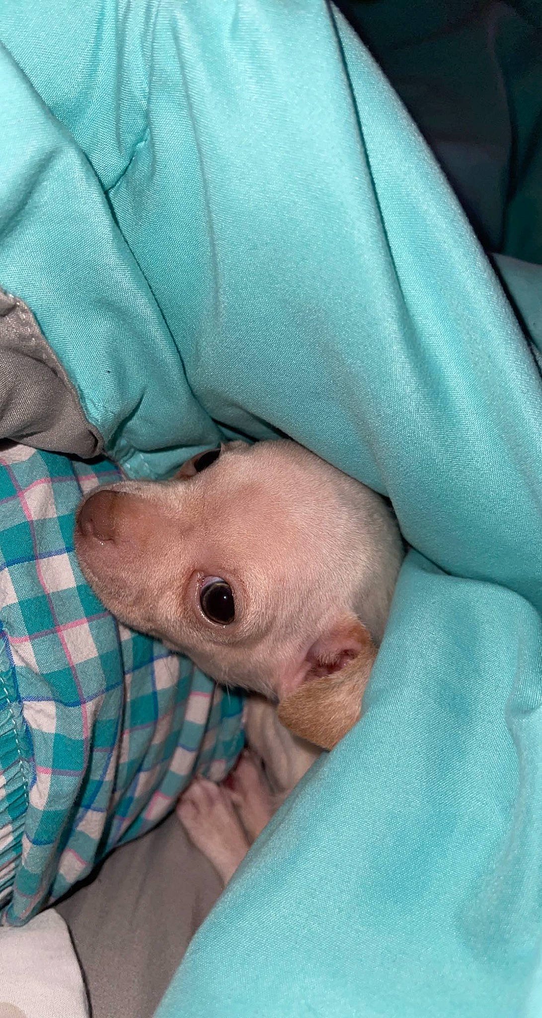 Milo joined the competition — help win amazing prizes! baby, canidae, carnivore, child, comfort, companion_dog, dog, dog_breed, fawn, linens, nap, pattern, plaid, sleep, snout, sporting_group, tartan, whiskers, wrinkle