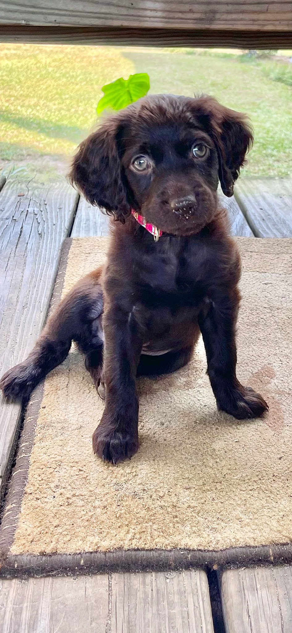 Marley