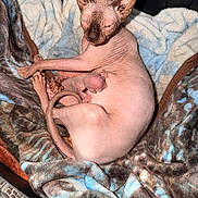 Missy is registered to the contest to win money with this photo: sphynx_cat, newborn_kitten, hairless_cat, cat, kitten, blanket, soft_texture, animal_mother, pet, resting, cozy, indoor, cute, feline, sleepy, warm, closeup, nurturing, baby_animal, animal_bond