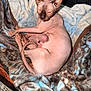 sphynx_cat, newborn_kitten, hairless_cat, cat, kitten, blanket, soft_texture, animal_mother, pet, resting, cozy, indoor, cute, feline, sleepy, warm, closeup, nurturing, baby_animal, animal_bond