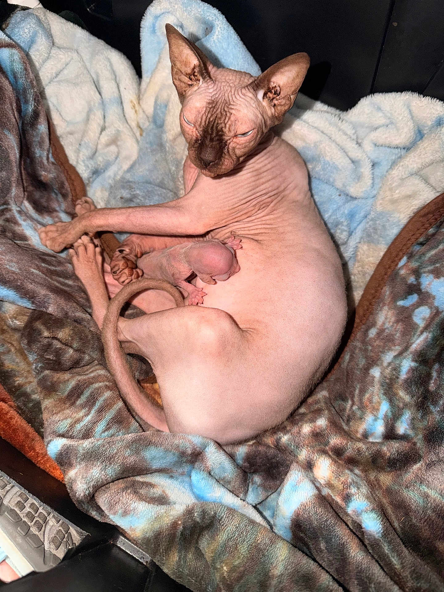 Missy