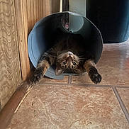 Marvin is registered to the contest to win money with this photo: animal, cat, curious, cute, cylindrical_tube, domestic, face, feline, floor, home, indoor, looking_upside_down, paws, pet, playful, stretching, tabby_cat, tile_floor, whiskers, wood_panel