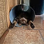 animal, cat, curious, cute, cylindrical_tube, domestic, face, feline, floor, home, indoor, looking_upside_down, paws, pet, playful, stretching, tabby_cat, tile_floor, whiskers, wood_panel