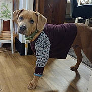 Ja Bryant West is registered to the contest to win money with this photo: animal, brown_dog, chair, collar, cozy, curious, decor, dog, domestic, flooring, furniture, home, indoor, looking, mammal, pet, portrait, standing, sweater, wooden_floor