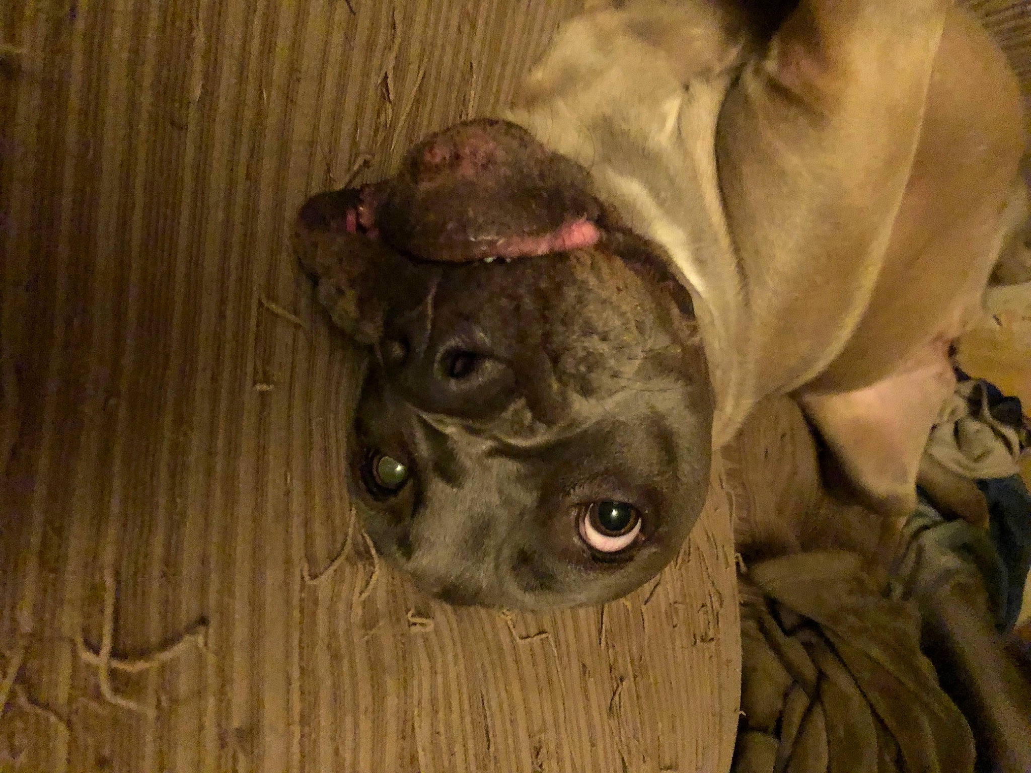 Freya joined the competition — help win amazing prizes! canidae, carnivore, companion_dog, dog, dog_breed, ear, fawn, fur, hardwood, jaw, liver, natural_material, non_sporting_group, snout, sporting_group, terrestrial_animal, whiskers, wood, working_animal, wrinkle