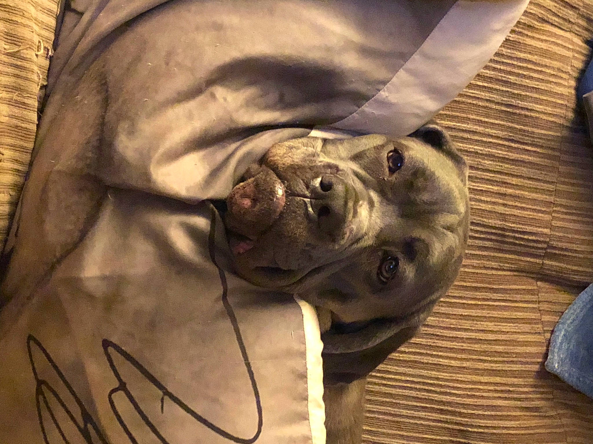 Freya joined the competition — help win amazing prizes! canidae, carnivore, comfort, companion_dog, dog, dog_breed, fawn, fur, grey, guard_dog, non_sporting_group, sleeve, snout, sporting_group, terrestrial_animal, whiskers, wood, working_animal, wrinkle