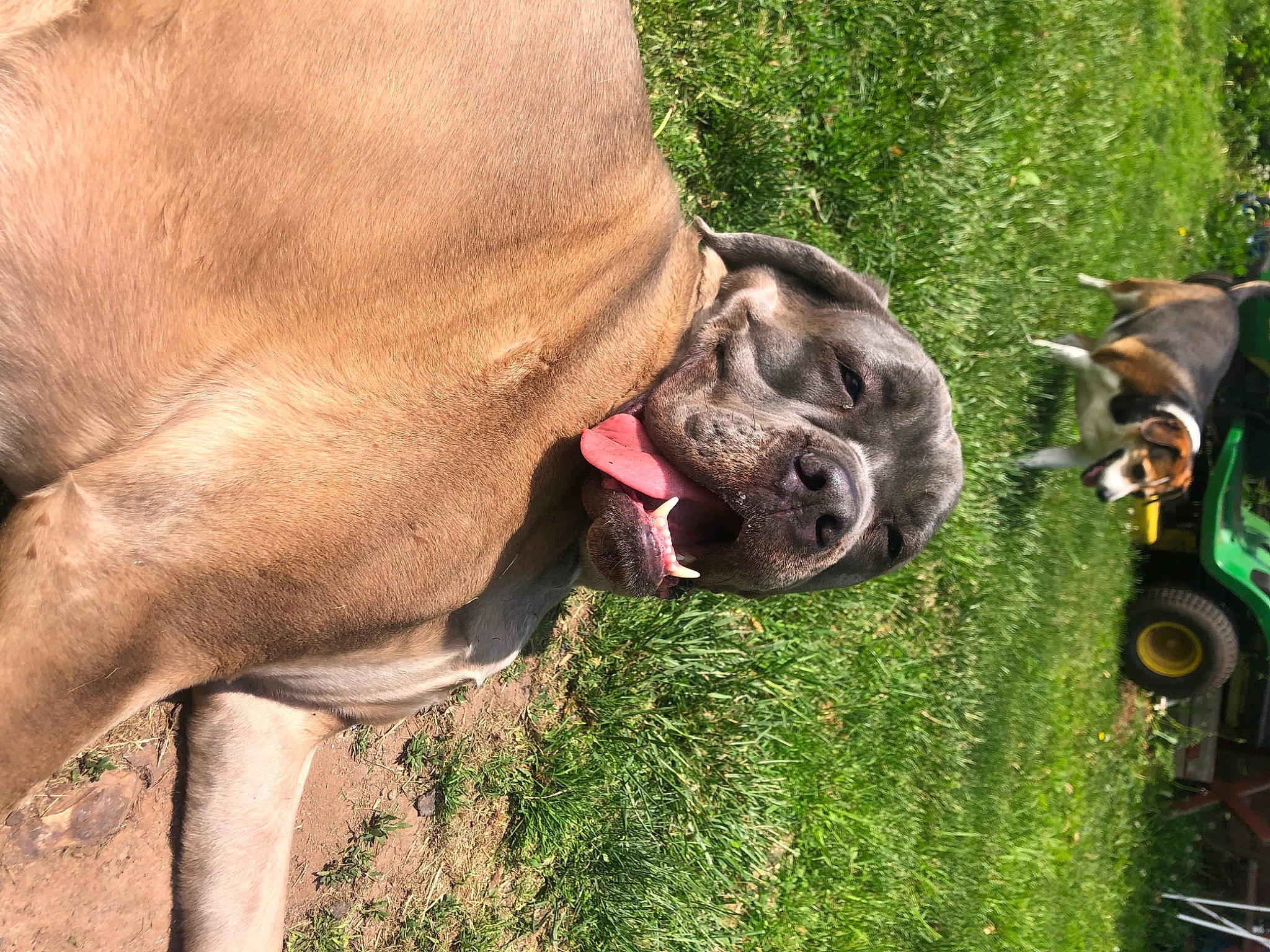 Freya is registered to the contest to win money with this photo: carnivore, collar, companion_dog, dog, dog_breed, dog_collar, fawn, grass, liver, mammal, pack_animal, pet_supply, plant, snout, terrestrial_animal, tire, tree, wheel, working_animal, wrinkle