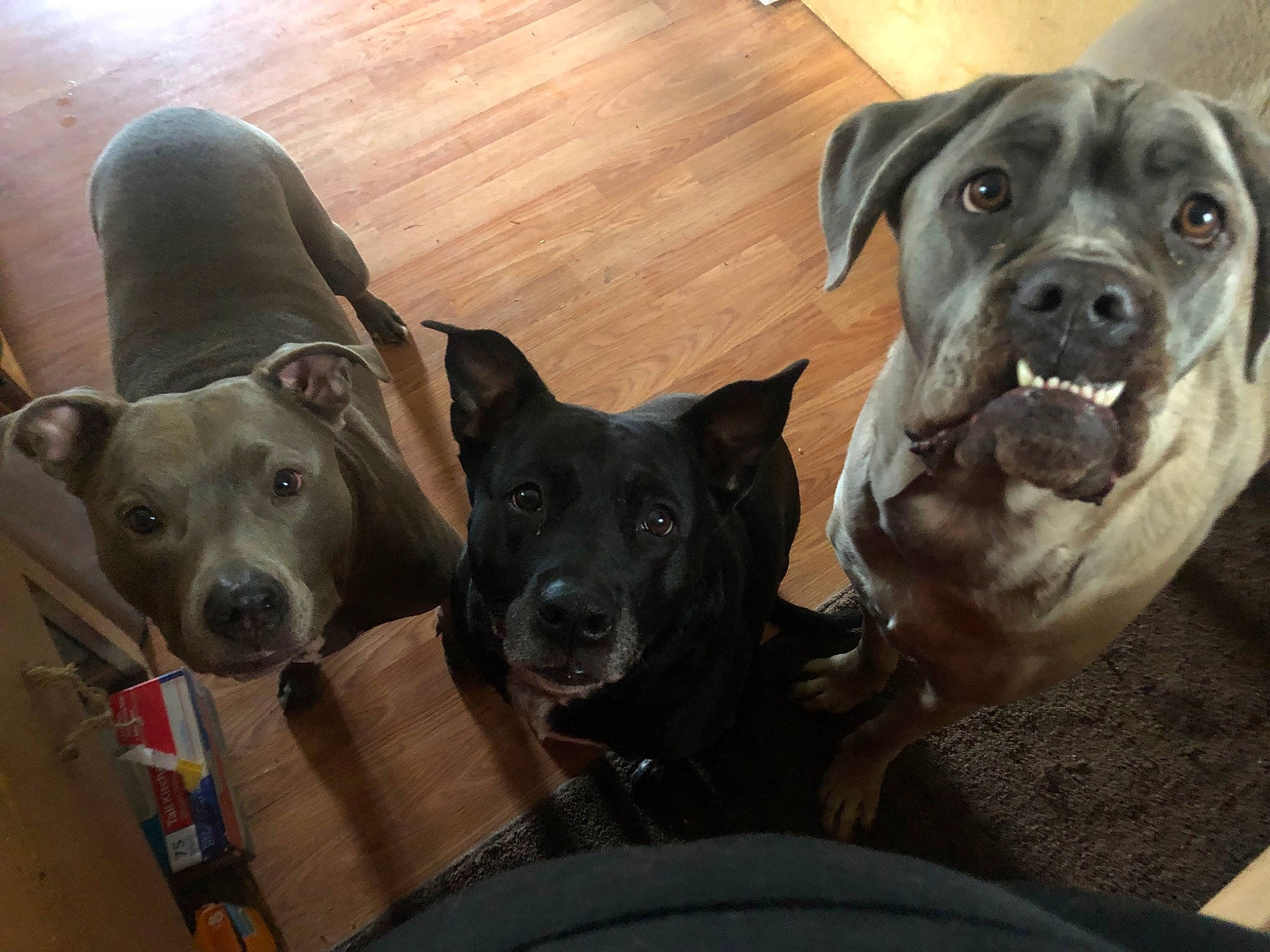 Deedee is registered to the contest to win money with this photo: borador, canidae, carnivore, collar, comfort, companion_dog, dog, dog_breed, dog_collar, fawn, flooring, guard_dog, hardwood, mammal, non_sporting_group, snout, sporting_group, vertebrate, wood, working_animal