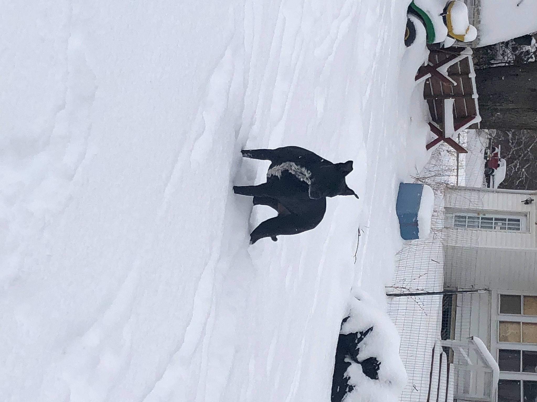 Deedee joined the competition — help win amazing prizes! adventure, art, carmine, event, extreme_sport, font, freezing, ice, monochrome, monochrome_photography, recreation, slope, snow, tree, visual_arts, window, winter