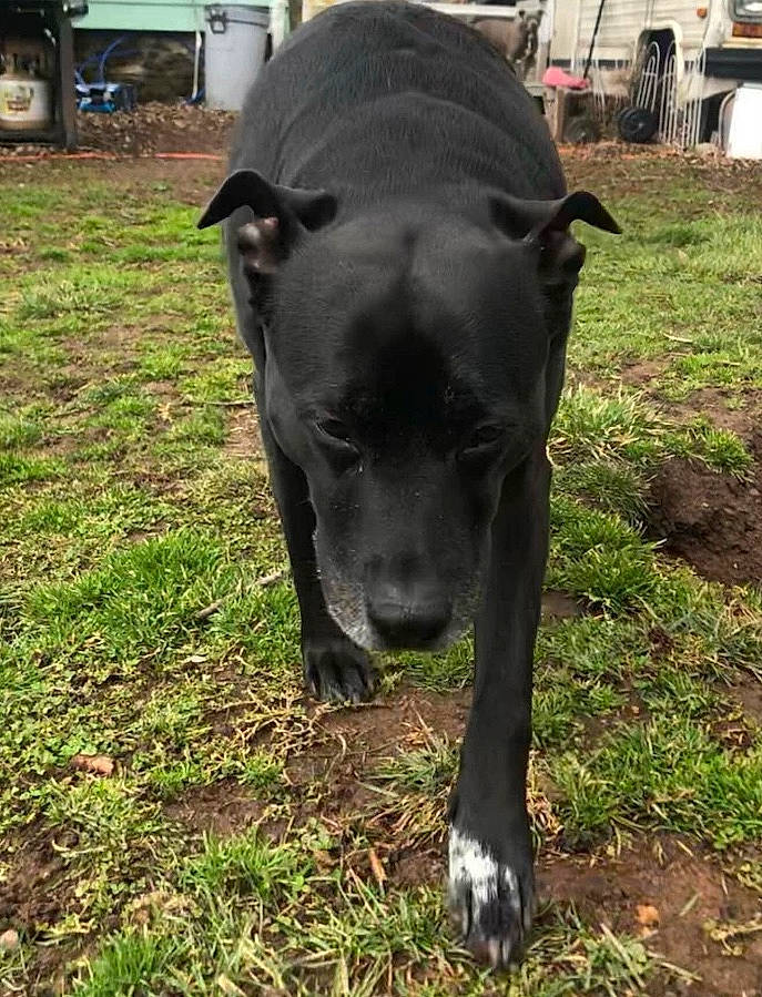 Deedee is registered to the contest to win money with this photo: borador, canidae, carnivore, collar, companion_dog, dog, dog_breed, fawn, grass, guard_dog, non_sporting_group, plant, sculpture, snout, sporting_group, tail, terrestrial_animal, tire, working_animal, working_dog