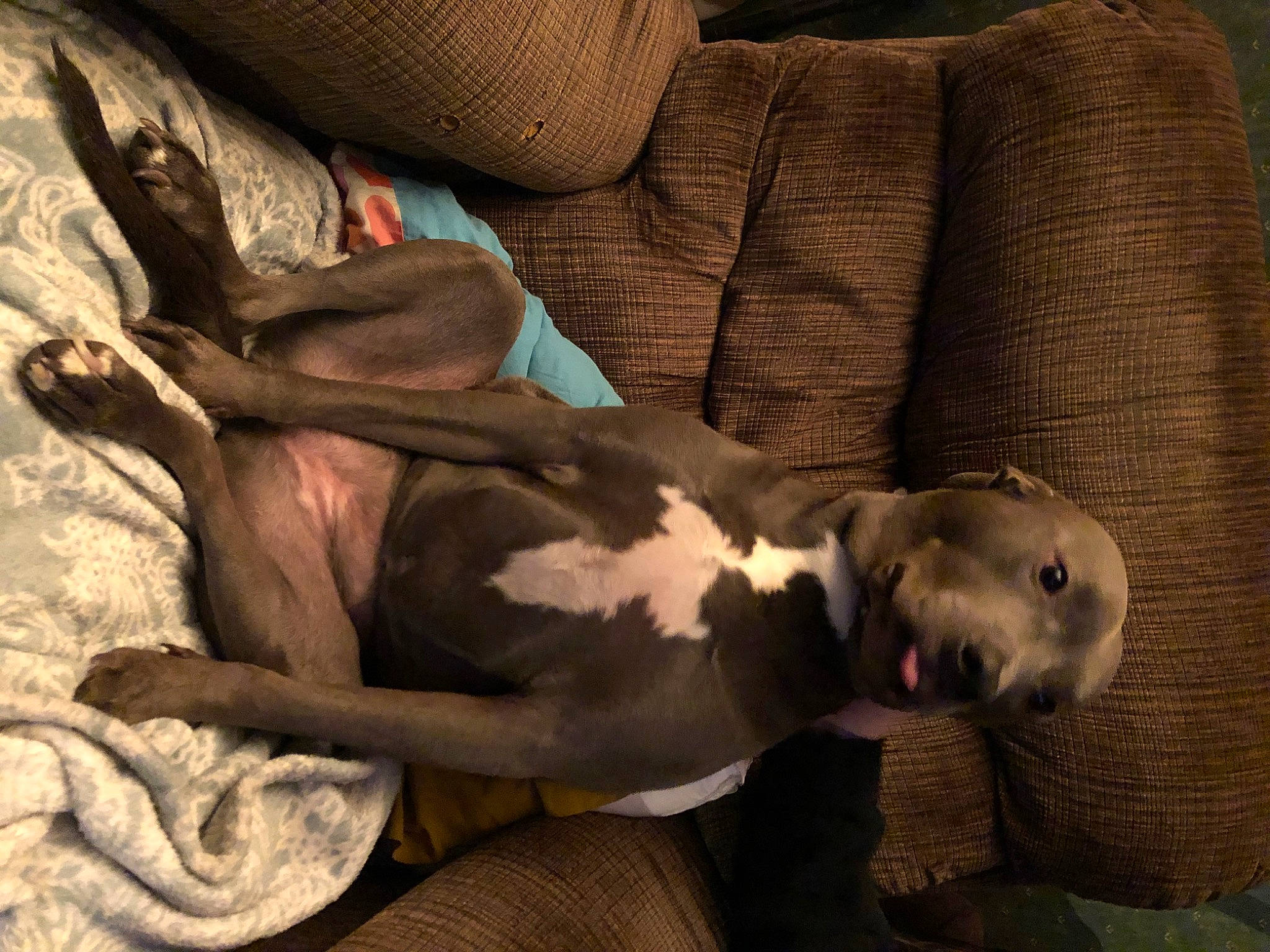 Hayley joined the competition — help win amazing prizes! abdomen, carnivore, comfort, companion_dog, couch, darkness, dog, dog_breed, fawn, flash_photography, flesh, fur, human_leg, linens, nap, room, sleep, sporting_group, thigh, wood