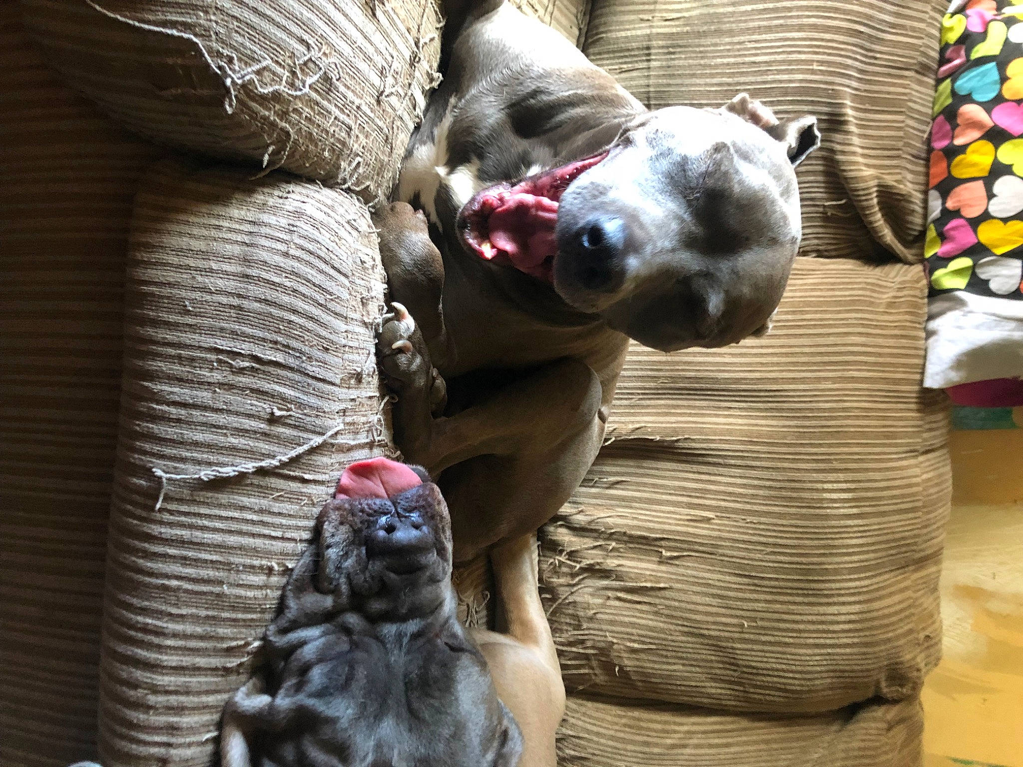 Hayley joined the competition — help win amazing prizes! african_grey, bird, bird_of_prey, companion_dog, dog, dog_supply, flesh, fur, grey, pattern, snout, terrestrial_animal, wildlife, working_animal, zoo