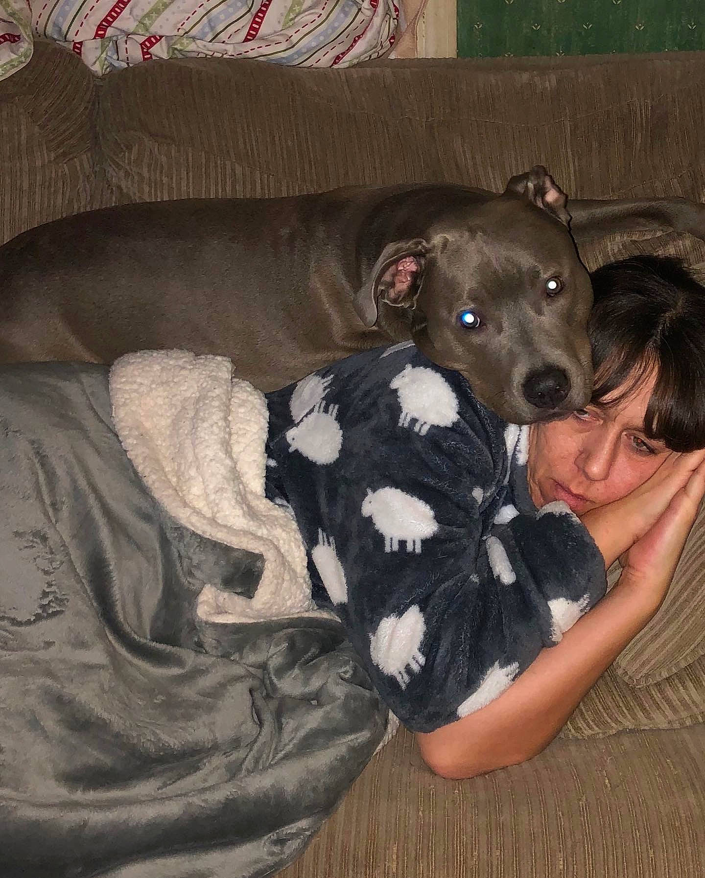 Hayley joined the competition — help win amazing prizes! bed, canidae, carnivore, comfort, companion_dog, couch, dog, dog_breed, dog_supply, fawn, fur, guard_dog, non_sporting_group, sitting, sporting_group, t_shirt, terrestrial_animal, working_animal