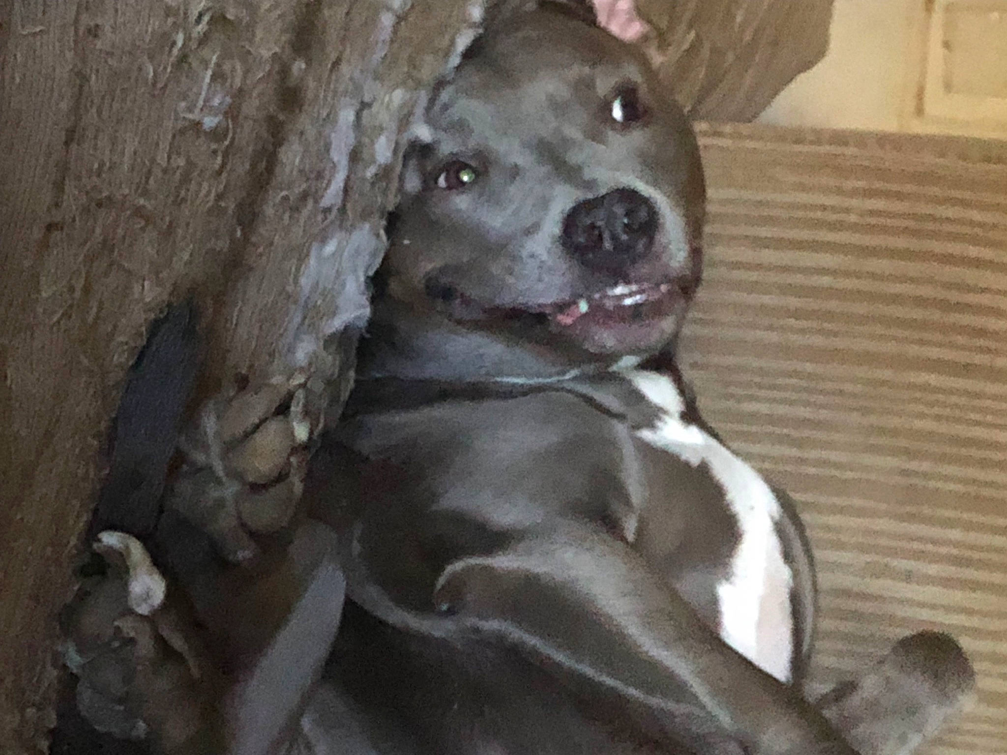 Hayley joined the competition — help win amazing prizes! borador, canidae, carnivore, companion_dog, dog, dog_breed, dog_supply, fawn, fur, guard_dog, hunting_dog, non_sporting_group, sporting_group, terrestrial_animal, whiskers, working_animal, working_dog