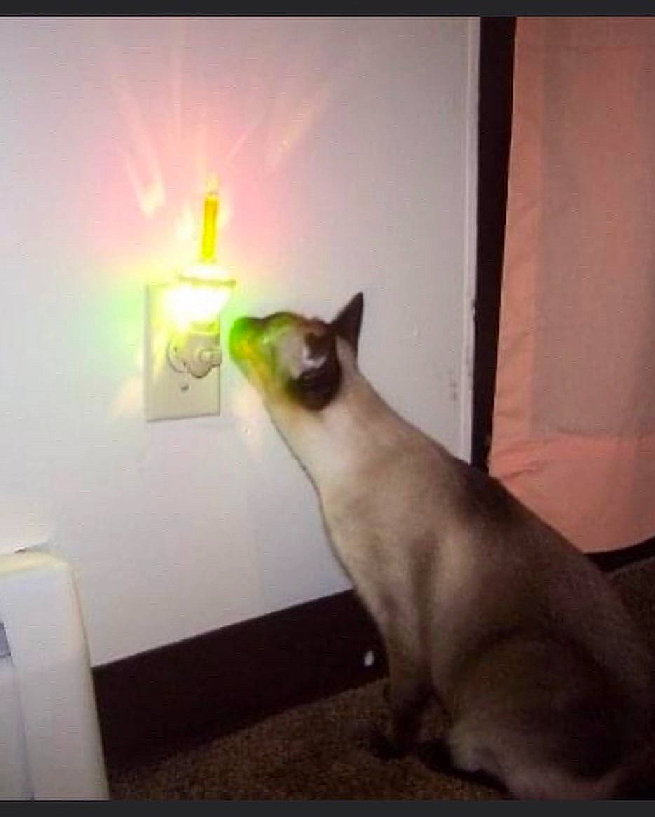 Pita is registered to the contest to win money with this photo: balinese, carnivore, cat, darkness, fawn, felidae, fur, paw, room, siamese, sky, small_to_medium_sized_cats, snout, square, tail, terrestrial_animal, thai, tints_and_shades, visual_arts, whiskers