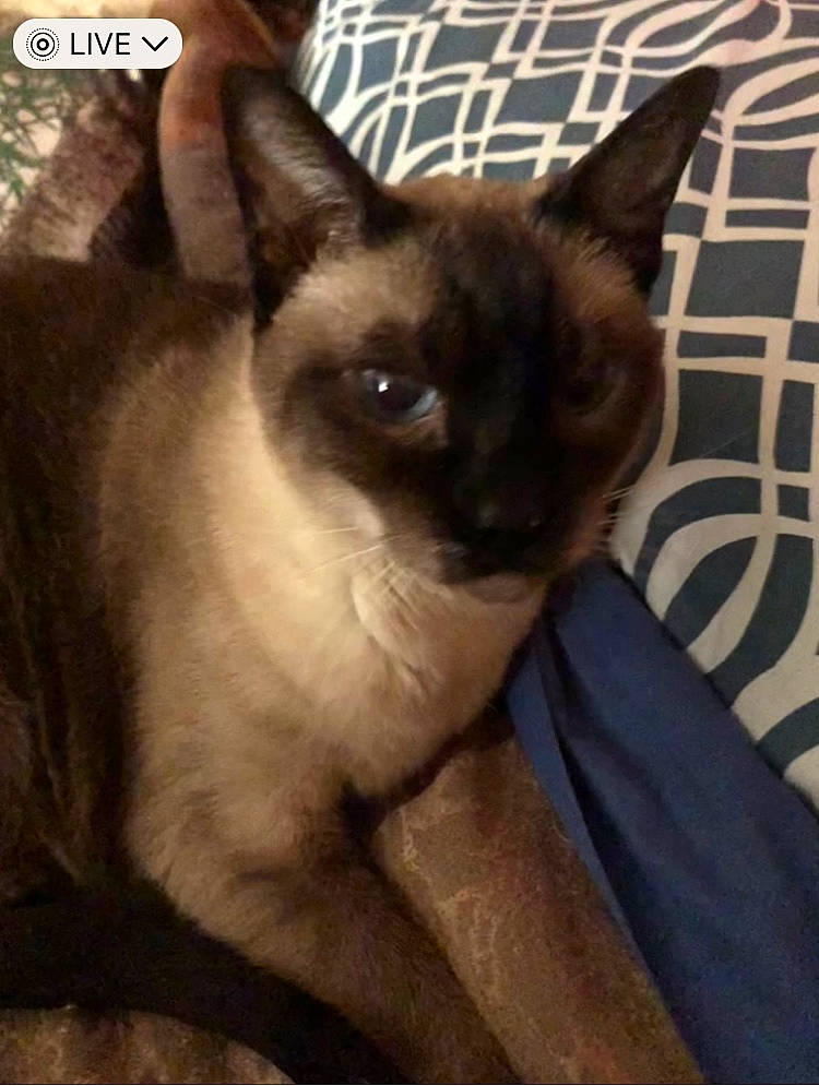 Pita joined the competition — help win amazing prizes! carnivore, cat, eye, fawn, felidae, fur, head, photo_caption, siamese, small_to_medium_sized_cats, snout, square, tail, terrestrial_animal, thai, whiskers