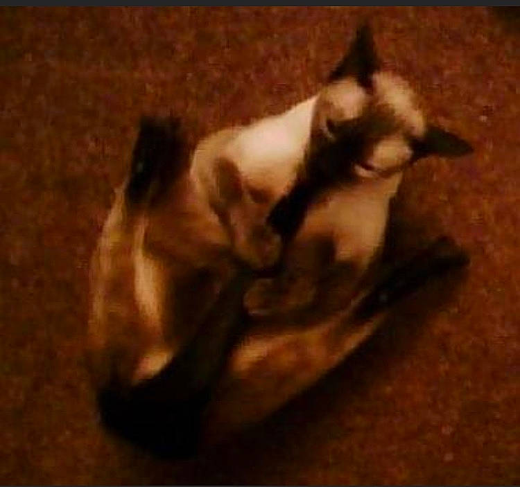 Pita joined the competition — help win amazing prizes! brown, canidae, carnivore, cat, comfort, darkness, dog_breed, fawn, felidae, flooring, fur, paw, shadow, siamese, small_to_medium_sized_cats, snout, tail, terrestrial_animal, whiskers, wood