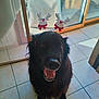 dog, black_dog, reindeer_headband, holiday_accessory, indoor, tiled_floor, glass_door, sunlight, pet, happy, tongue_out, smiling, home, window, car, furniture, festive, animal, canine, domestic_animal
