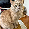 Nougat a rejoint le concours — aidez-le/la à gagner de superbes lots ! cat, tabby_cat, indoor, wooden_floor, furniture, television, bookshelf, green_eyes, pet, animal, whiskers, curious, close_up, domestic_cat, orange_cat, sitting, fur, houseplant, cozy, home