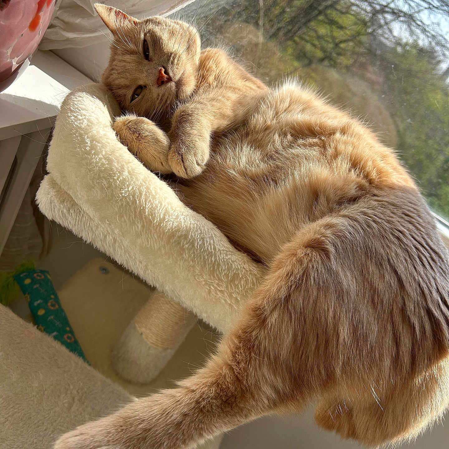 Nougat participe au concours pour gagner de l'argent avec cette photo : cat, ginger_cat, feline, pet, animal, indoor, sunlight, window, relaxing, cozy, cat_tree, fur, whiskers, paws, sleepy, resting, home, cute, nature_outside, curtains