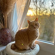 Nougat participe au concours pour gagner de l'argent avec cette photo : cat, ginger_cat, window, sunset, sunlight, curtains, vase, plant, interior, cozy, plush_perch, feline, pet, indoor, soft_light, warm_tones, relaxed, animal, fur, peaceful