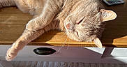 Nougat participe au concours pour gagner de l'argent avec cette photo : cat, feline, pet, sleeping, relaxed, wooden_table, sunlight, fur, whiskers, indoor, drawer, remote_control, pink_fabric, cozy, resting, animal, closeup, warm_light, tabletop, domestic