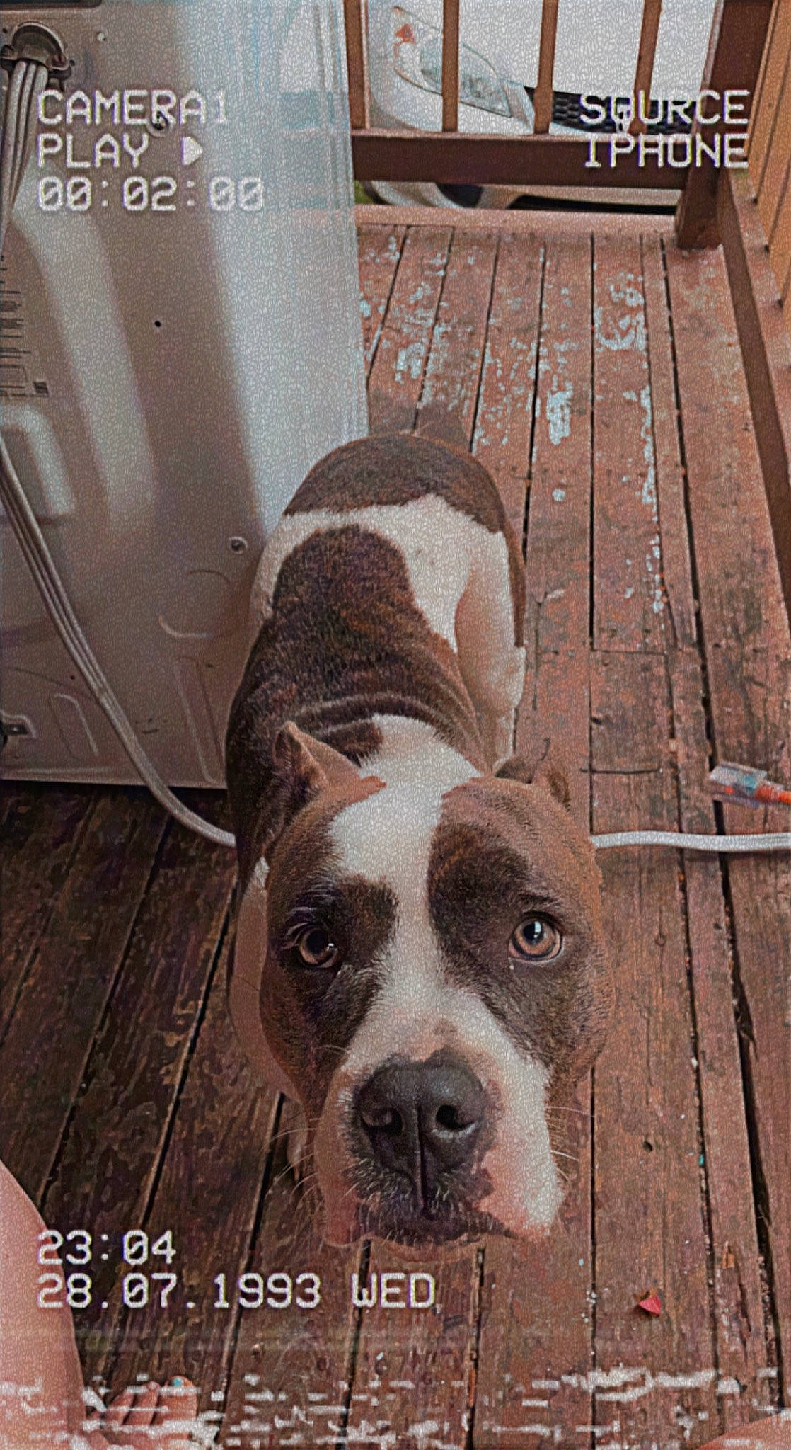 Eva joined the competition — help win amazing prizes! canidae, carnivore, companion_dog, dog, dog_breed, fawn, floor, flooring, fur, hardwood, metal, molosser, paw, snout, sporting_group, square, tail, whiskers, wood, working_animal